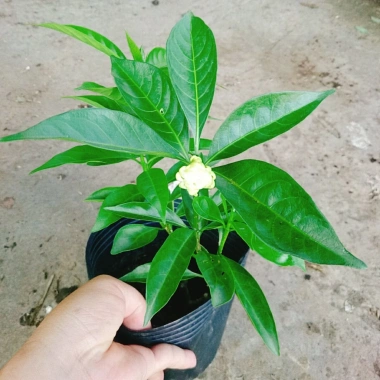 Cây hoa cảnh cao 35cm, hoa nở to, hương thơm ngào ngạt - Trang trí sân vườn, giá chỉ 35.000 VND (giá gốc 42.700 VND)