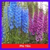Cây Hoa Phi Yến - Cây cảnh đẹp, giá chỉ 28.000đ giảm từ 33.880đ