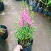 Cây Hoa Phi Yến - Cây cảnh đẹp, giá chỉ 28.000đ giảm từ 33.880đ 2