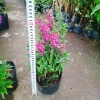 Cây Hoa Phi Yến - Cây cảnh đẹp, giá chỉ 28.000đ giảm từ 33.880đ 3
