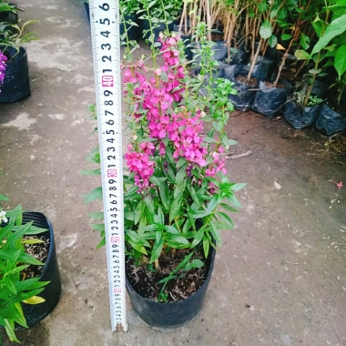 Cây Hoa Phi Yến - Cây cảnh đẹp, giá chỉ 28.000đ giảm từ 33.880đ 3 Cây Hoa Phi Yến - Cây cảnh đẹp, giá chỉ 28.000đ giảm từ 33.880đ 3