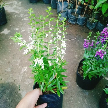 Cây Hoa Phi Yến - Cây cảnh đẹp, giá chỉ 28.000đ giảm từ 33.880đ 4 Cây Hoa Phi Yến - Cây cảnh đẹp, giá chỉ 28.000đ giảm từ 33.880đ 4