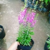 Cây Hoa Phi Yến - Cây cảnh đẹp, giá chỉ 28.000đ giảm từ 33.880đ 5