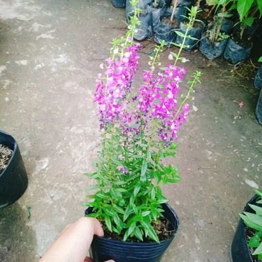 Cây Hoa Phi Yến - Cây cảnh đẹp, giá chỉ 28.000đ giảm từ 33.880đ 5 Cây Hoa Phi Yến - Cây cảnh đẹp, giá chỉ 28.000đ giảm từ 33.880đ 5