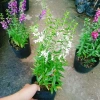 Cây Hoa Phi Yến - Cây cảnh đẹp, giá chỉ 28.000đ giảm từ 33.880đ 8