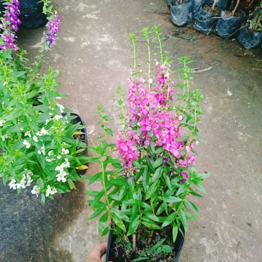 Cây Hoa Phi Yến - Cây cảnh đẹp, giá chỉ 28.000đ giảm từ 33.880đ 9 Cây Hoa Phi Yến - Cây cảnh đẹp, giá chỉ 28.000đ giảm từ 33.880đ 9
