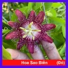 Cây Hoa Sao Biển Đỏ - Cây cảnh đẹp, dễ chăm sóc, giá chỉ 45.000₫ giảm từ 55.800