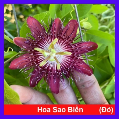 Cây Hoa Sao Biển Đỏ - Cây cảnh đẹp, dễ chăm sóc, giá chỉ 45.000₫ giảm từ 55.800