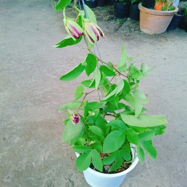 Cây Hoa Sao Biển Đỏ - Cây cảnh đẹp, dễ chăm sóc, giá chỉ 45.000₫ giảm từ 55.800
