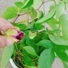 Cây Hoa Sao Biển Đỏ - Cây cảnh đẹp, dễ chăm sóc, giá chỉ 45.000₫ giảm từ 55.800 7