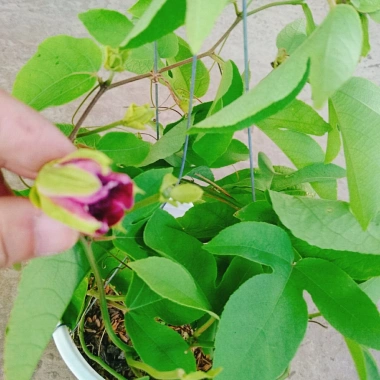 Cây Hoa Sao Biển Đỏ - Cây cảnh đẹp, dễ chăm sóc, giá chỉ 45.000₫ giảm từ 55.800