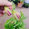 Cây Hoa Sao Biển Đỏ - Cây cảnh đẹp, dễ chăm sóc, giá chỉ 45.000₫ giảm từ 55.800 8