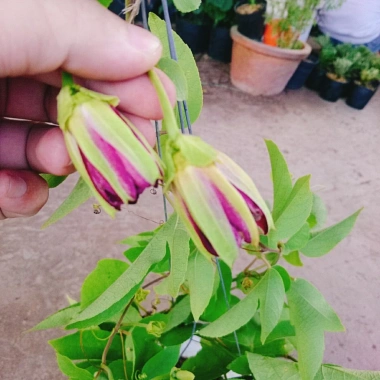 Cây Hoa Sao Biển Đỏ - Cây cảnh đẹp, dễ chăm sóc, giá chỉ 45.000₫ giảm từ 55.800