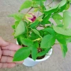 Cây Hoa Sao Biển Đỏ - Cây cảnh đẹp, dễ chăm sóc, giá chỉ 45.000₫ giảm từ 55.800 9