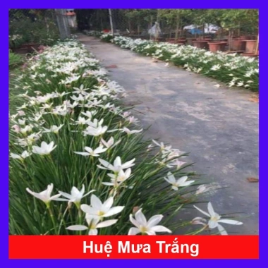 Cây huệ mưa trắng - Cây cảnh sân vườn giá rẻ, giảm còn 35.000đ, lá xanh mượt