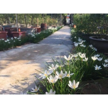 Cây huệ mưa trắng - Cây cảnh sân vườn giá rẻ, giảm còn 35.000đ, lá xanh mượt 2 Cây huệ mưa trắng - Cây cảnh sân vườn giá rẻ, giảm còn 35.000đ, lá xanh mượt 2
