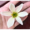 Cây huệ mưa trắng - Cây cảnh sân vườn giá rẻ, giảm còn 35.000đ, lá xanh mượt 3