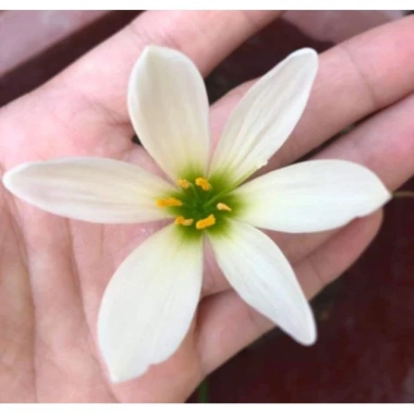 Cây huệ mưa trắng - Cây cảnh sân vườn giá rẻ, giảm còn 35.000đ, lá xanh mượt