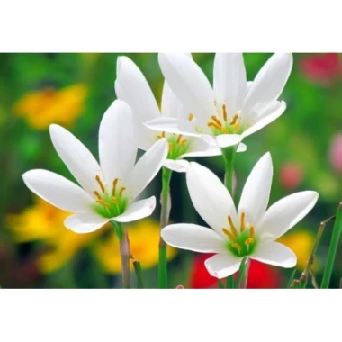 Cây huệ mưa trắng - Cây cảnh sân vườn giá rẻ, giảm còn 35.000đ, lá xanh mượt