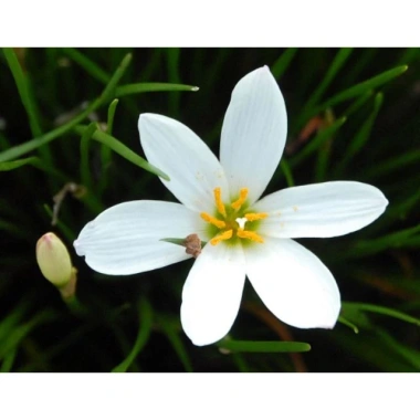 Cây huệ mưa trắng - Cây cảnh sân vườn giá rẻ, giảm còn 35.000đ, lá xanh mượt