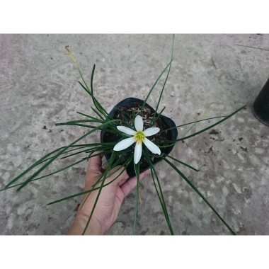Cây huệ mưa trắng - Cây cảnh sân vườn giá rẻ, giảm còn 35.000đ, lá xanh mượt 6 Cây huệ mưa trắng - Cây cảnh sân vườn giá rẻ, giảm còn 35.000đ, lá xanh mượt 6
