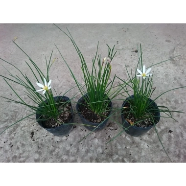 Cây huệ mưa trắng - Cây cảnh sân vườn giá rẻ, giảm còn 35.000đ, lá xanh mượt