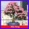 Cây Kiều Hùng - Cây cảnh bonsai, trang trí sân vườn, chỉ 65.000₫ (giá gốc 82.550₫)