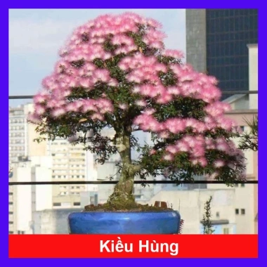 Cây Kiều Hùng - Cây cảnh bonsai, trang trí sân vườn, chỉ 65.000₫ (giá gốc 82.550₫)