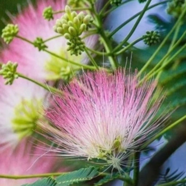 Cây Kiều Hùng - Cây cảnh bonsai, trang trí sân vườn, chỉ 65.000₫ (giá gốc 82.550₫) 3 Cây Kiều Hùng - Cây cảnh bonsai, trang trí sân vườn, chỉ 65.000₫ (giá gốc 82.550₫) 3