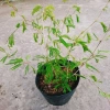 Cây Kiều Hùng - Cây cảnh bonsai, trang trí sân vườn, chỉ 65.000₫ (giá gốc 82.550₫) 6