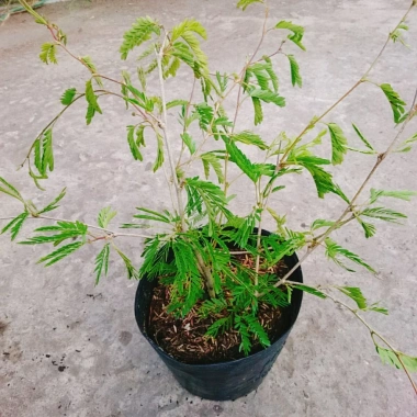 Cây Kiều Hùng - Cây cảnh bonsai, trang trí sân vườn, chỉ 65.000₫ (giá gốc 82.550₫)