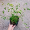 Cây Kiều Hùng - Cây cảnh bonsai, trang trí sân vườn, chỉ 65.000₫ (giá gốc 82.550₫) 9