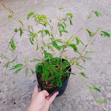Cây Kiều Hùng - Cây cảnh bonsai, trang trí sân vườn, chỉ 65.000₫ (giá gốc 82.550₫) 9 Cây Kiều Hùng - Cây cảnh bonsai, trang trí sân vườn, chỉ 65.000₫ (giá gốc 82.550₫) 9