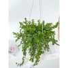 Cây lan tim trồng chậu treo - Sức sống mãnh liệt, trang trí ban công, sân vườn 8