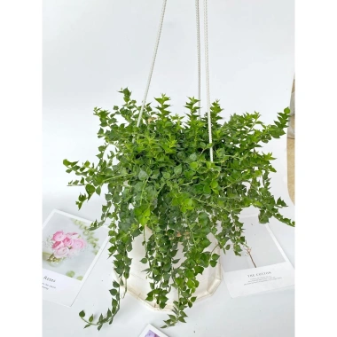 Cây lan tim trồng chậu treo - Sức sống mãnh liệt, trang trí ban công, sân vườn 8