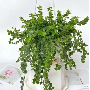 Cây lan tim trồng chậu treo - Sức sống mãnh liệt, trang trí ban công, sân vườn 9