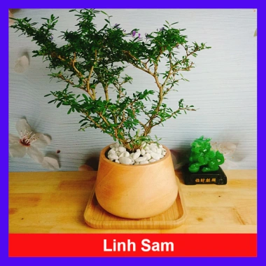 Cây Linh Sam - Cây cảnh sân vườn, giá 39.000đ, dễ trồng, thanh lọc không khí
