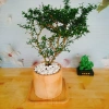 Cây Linh Sam - Cây cảnh sân vườn, giá 39.000đ, dễ trồng, thanh lọc không khí 2