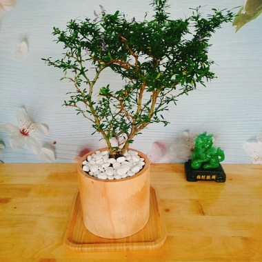 Cây Linh Sam - Cây cảnh sân vườn, giá 39.000đ, dễ trồng, thanh lọc không khí