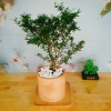 Cây Linh Sam - Cây cảnh sân vườn, giá 39.000đ, dễ trồng, thanh lọc không khí 3