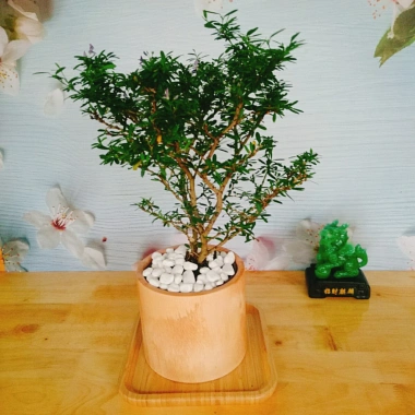 Cây Linh Sam - Cây cảnh sân vườn, giá 39.000đ, dễ trồng, thanh lọc không khí