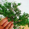 Cây Linh Sam - Cây cảnh sân vườn, giá 39.000đ, dễ trồng, thanh lọc không khí 4