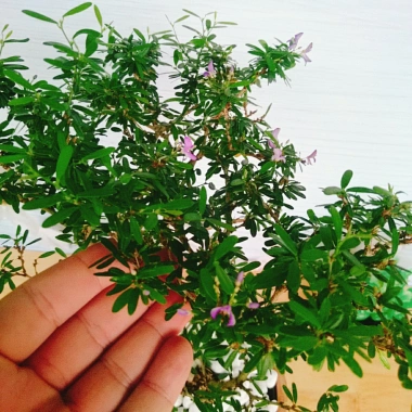 Cây Linh Sam - Cây cảnh sân vườn, giá 39.000đ, dễ trồng, thanh lọc không khí