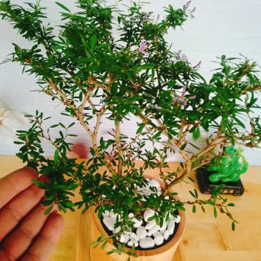 Cây Linh Sam - Cây cảnh sân vườn, giá 39.000đ, dễ trồng, thanh lọc không khí