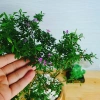 Cây Linh Sam - Cây cảnh sân vườn, giá 39.000đ, dễ trồng, thanh lọc không khí 6