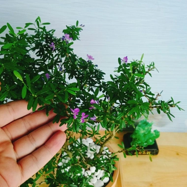 Cây Linh Sam - Cây cảnh sân vườn, giá 39.000đ, dễ trồng, thanh lọc không khí