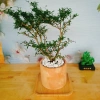 Cây Linh Sam - Cây cảnh sân vườn, giá 39.000đ, dễ trồng, thanh lọc không khí 7