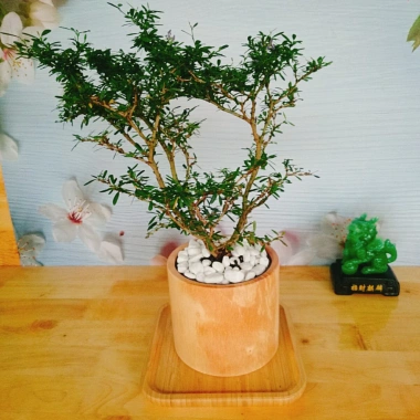 Cây Linh Sam - Cây cảnh sân vườn, giá 39.000đ, dễ trồng, thanh lọc không khí