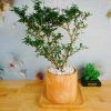 Cây Linh Sam - Cây cảnh sân vườn, giá 39.000đ, dễ trồng, thanh lọc không khí 9
