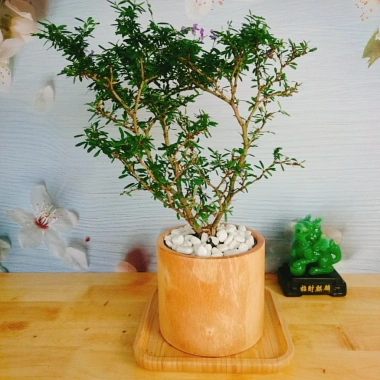 Cây Linh Sam - Cây cảnh sân vườn, giá 39.000đ, dễ trồng, thanh lọc không khí